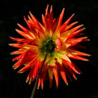 dahlias-7022